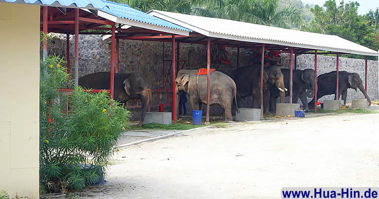 Elefanten im Stall Elephant Foundation