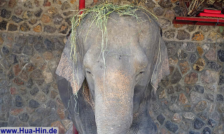 Elefant mit Strohut in der Elephant Foundation