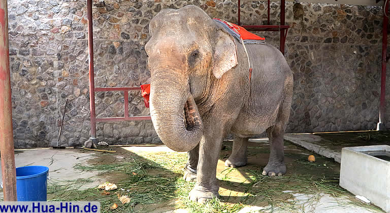 Thailand leben 2000 Elefanten frei, Elephant Foundation