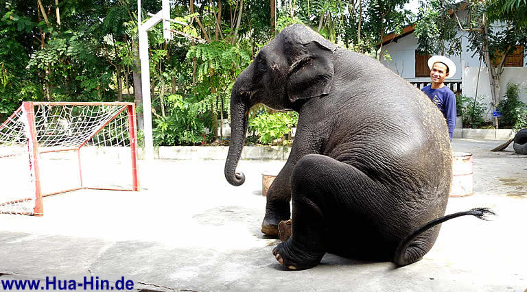 Elefantenfussball Elephant Foundation