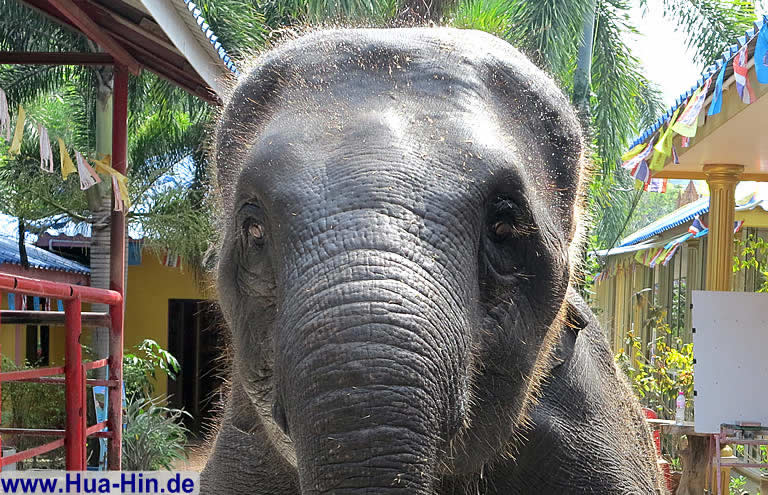 Junger Elefant Elephant Foundation