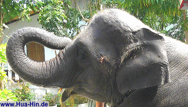Rüssel hoch, Elephant Foundation