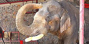Hutsadin Elephant Foundation