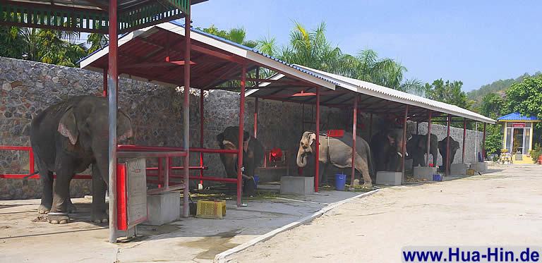 Agressive Elefanten Elephant Foundation