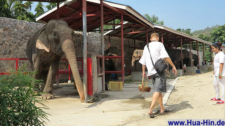 Bananen füttern Elephant Foundation