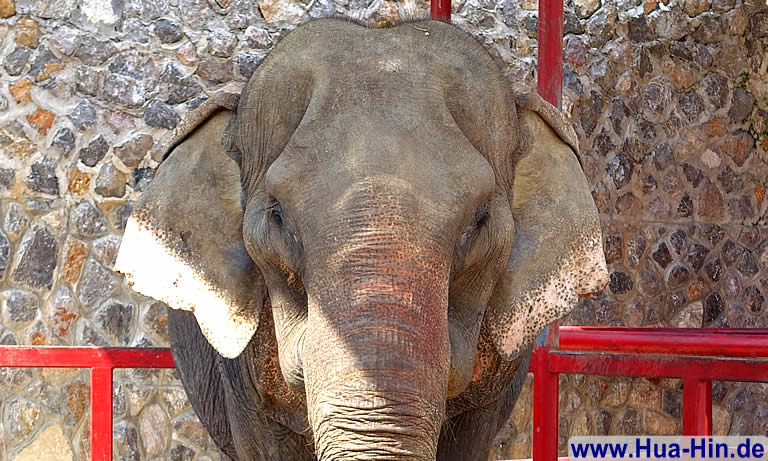 Schöner Elefant im Elephant Foundation