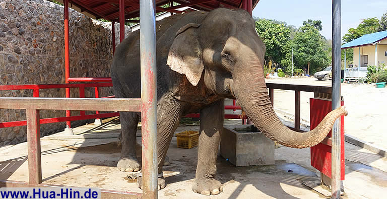 Abschiedsgruß mit Rüssel Elephant Foundation