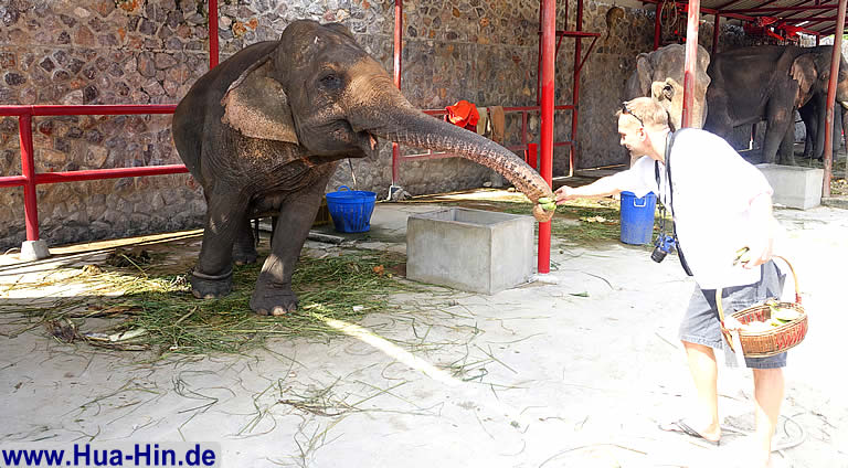 Elefanten lieben Bananen, Elephant Foundation