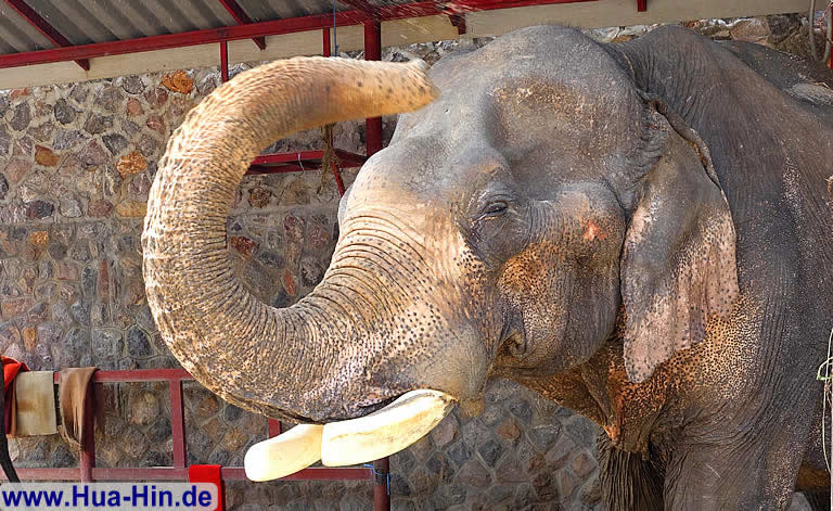Elfenbein 3000 Euro das Kilo, Elephant Foundation