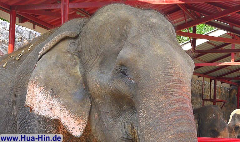 Lächelnder Elefant Elephant Foundation