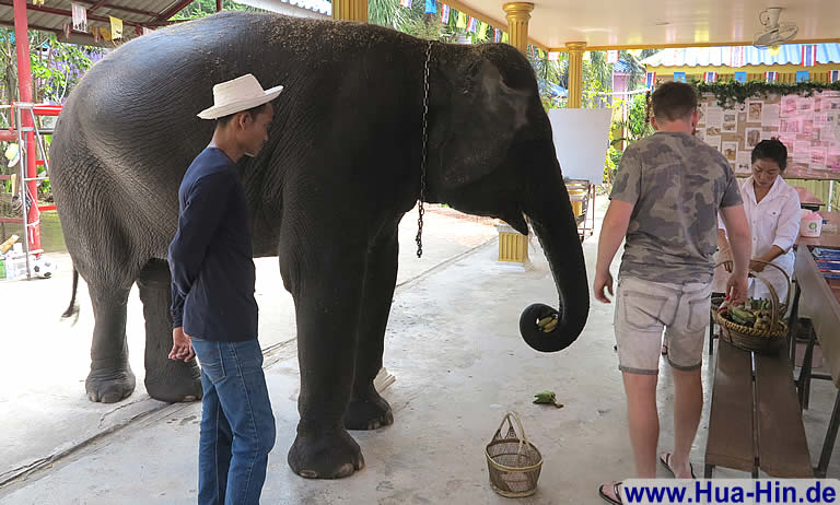 Trinkgeld für Elefant, Elephant Foundation