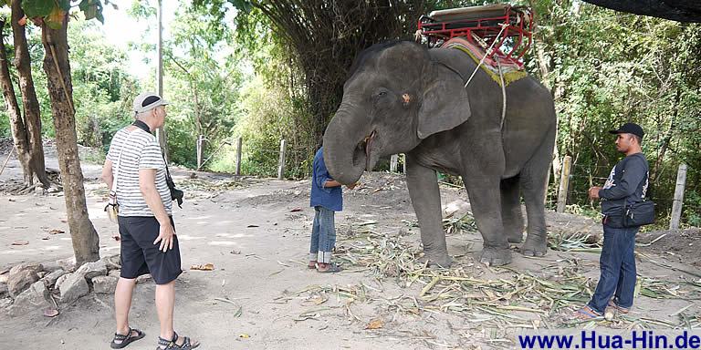Elefanten füttern in Hua Hin