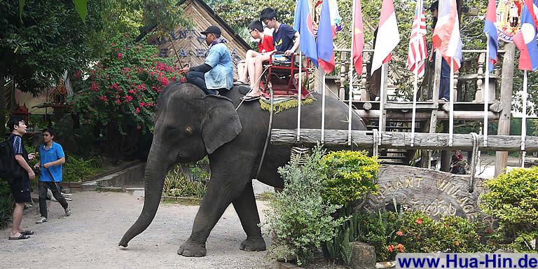 Elefanten Dschungel Tour Hua Hin