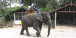 Elefantendorf Elephant Village