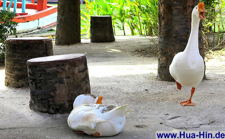 Freilebende Gänse Floating Market Hua Hin