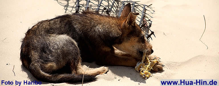 Hunde am Pranburi Beach